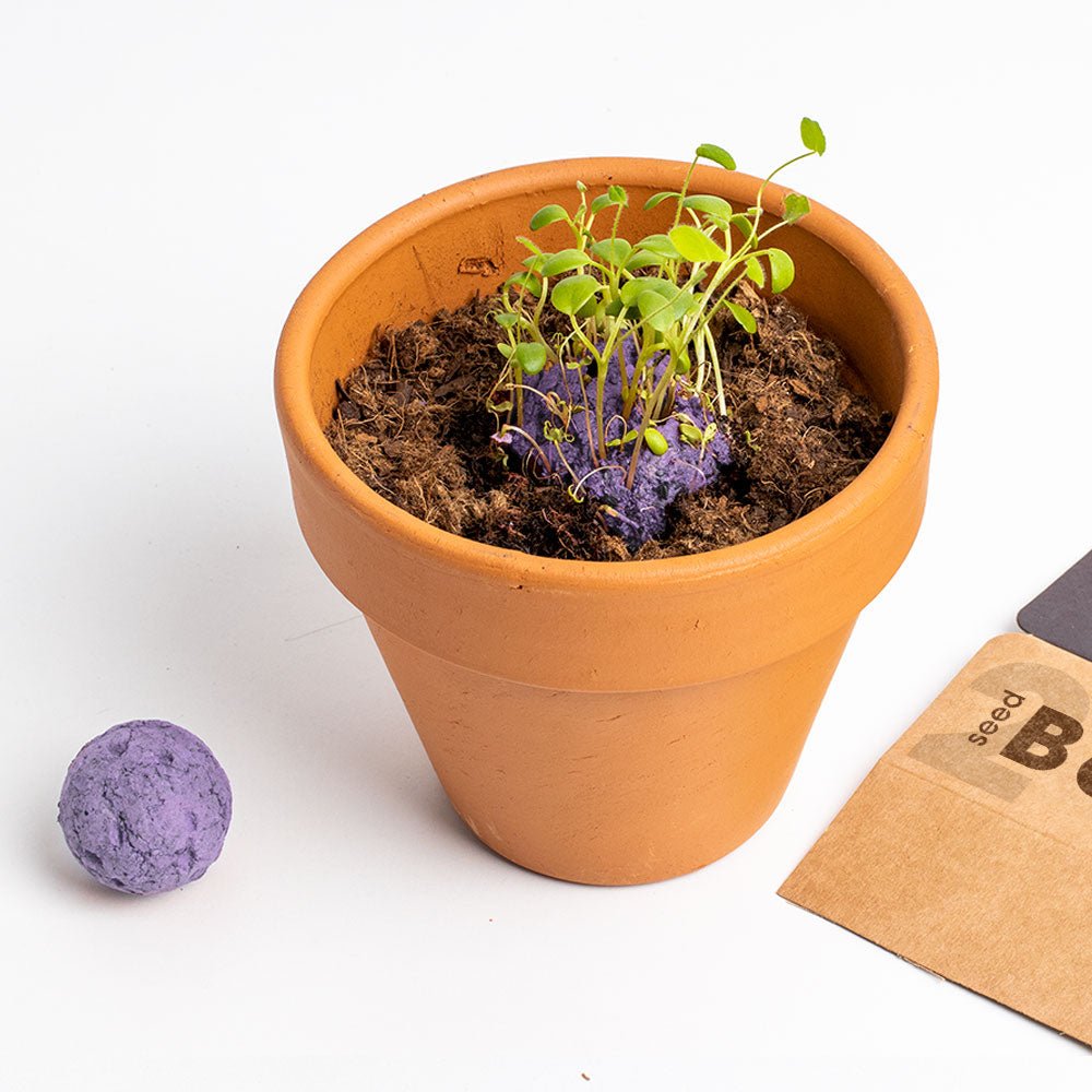 Bombas - Biodiversity Bombs - Flores Silvestres Moradas (Wild Purple Flowers) - Musgo Bazar