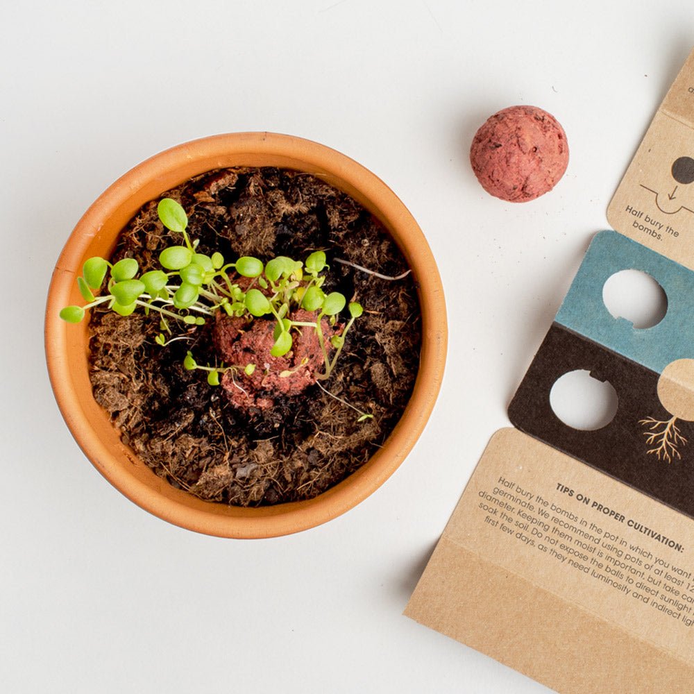 Bombas - Biodiversity Bombs - Flores Silvestres Rojas - Wild Red Flowers - Musgo Bazar