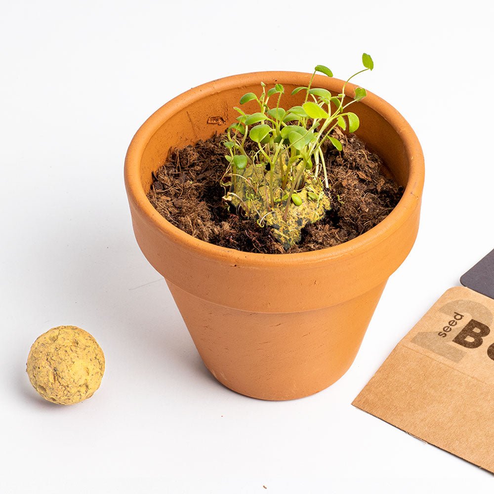 Bombas - Biodiversity Bombs - Salvemos A Las Abejas (Let´s Save The Bees) - Musgo Bazar