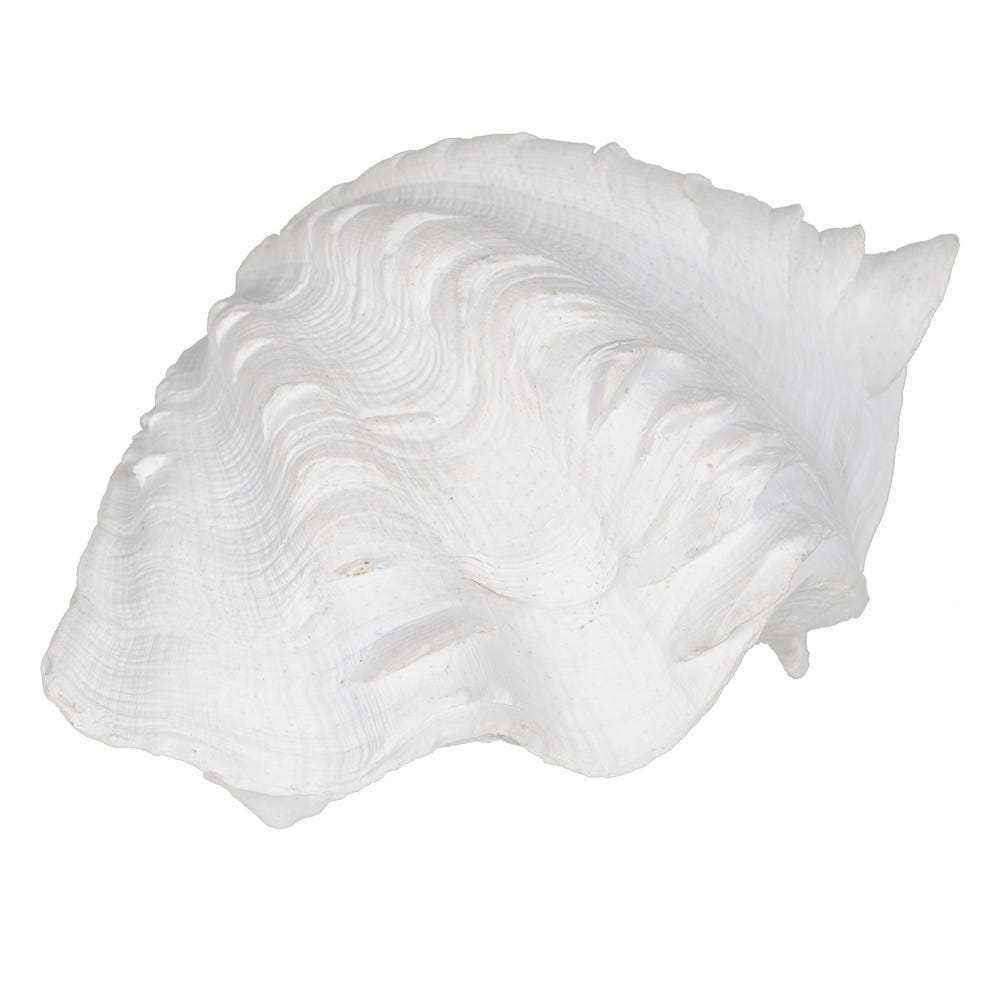 FIGURE SEASHELL WHITE RESIN DECORATION 14 X 7 X 10 CM - Musgo Bazar