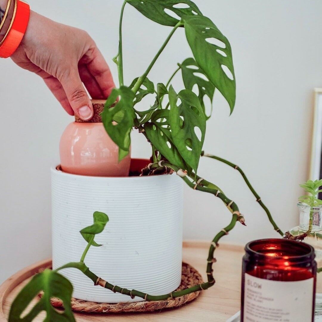 Moisturizing Olla - Pink - Musgo Bazar