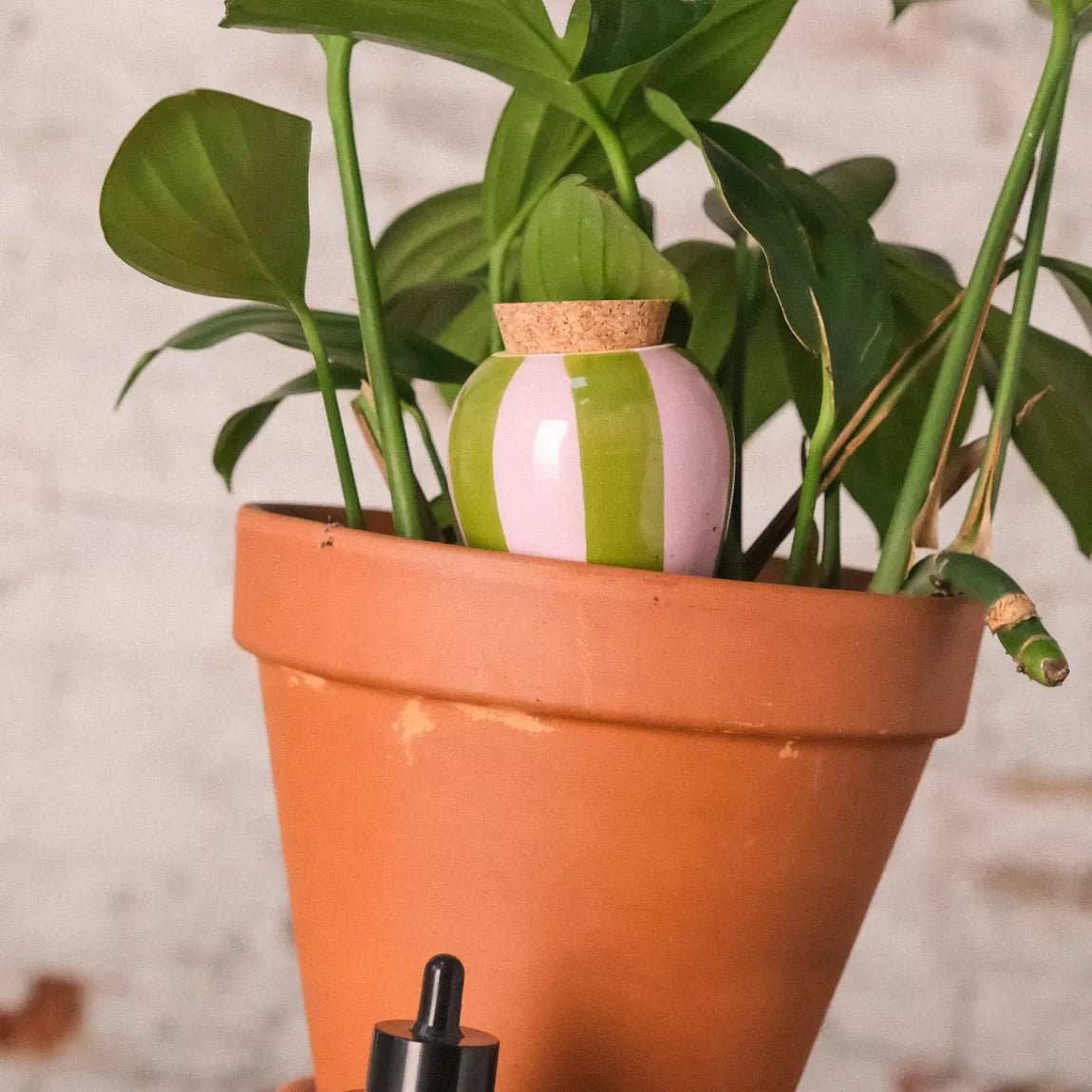 Moisturizing Olla - Stripe Green - Lila - Musgo Bazar