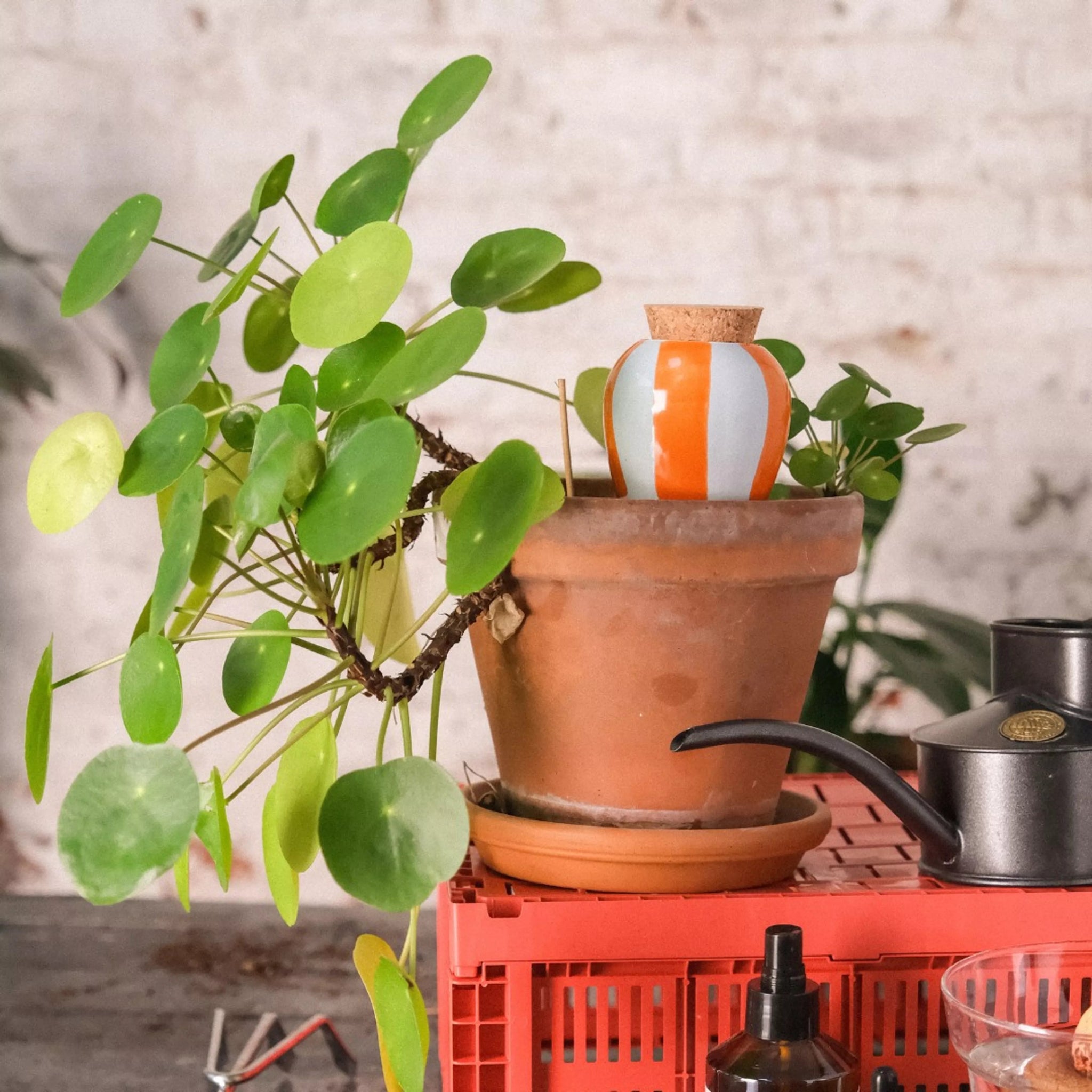 Moisturizing Olla - Stripe Orange - Light Blue - Musgo Bazar