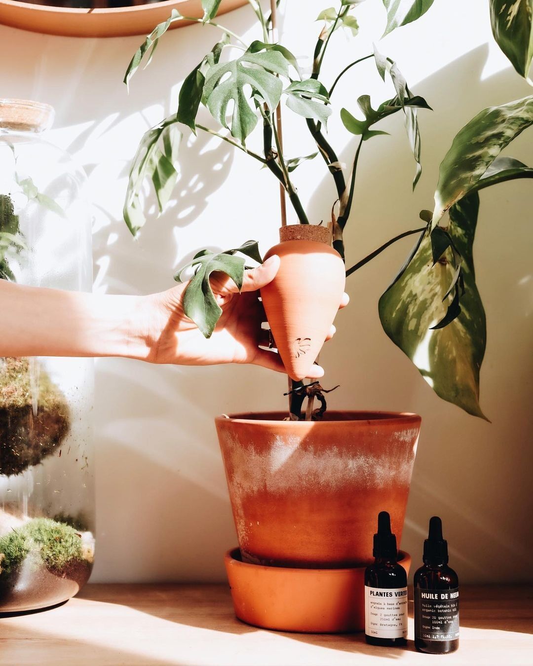 Moisturizing Olla - Terracota - Musgo Bazar