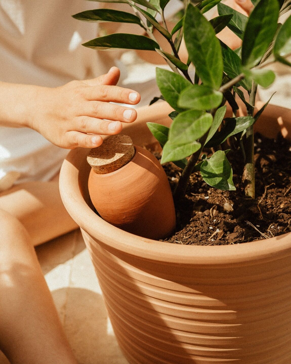 Moisturizing Olla - Terracota - Musgo Bazar