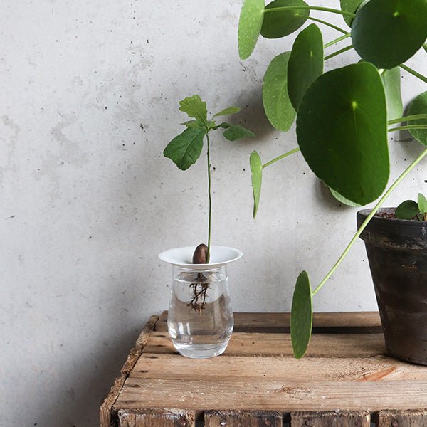 Porcelain Germination & Propagation Plate size S - Musgo Bazar