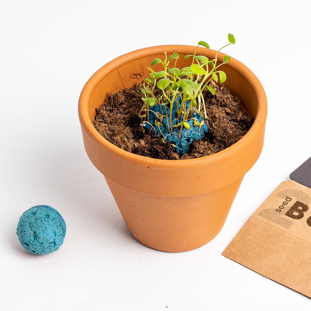 Bombas - Biodiversity Bombs - Jardin Atlantico (Atlantic Garden) - Musgo Bazar