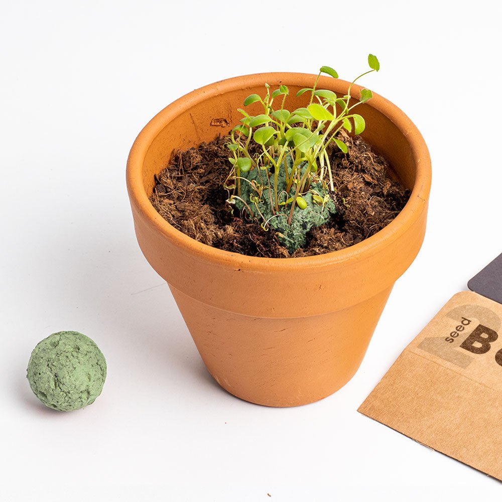 Bombas - Biodiversity Bombs - Mediterranean Garden (Jardin Mediterraneo) - Musgo Bazar