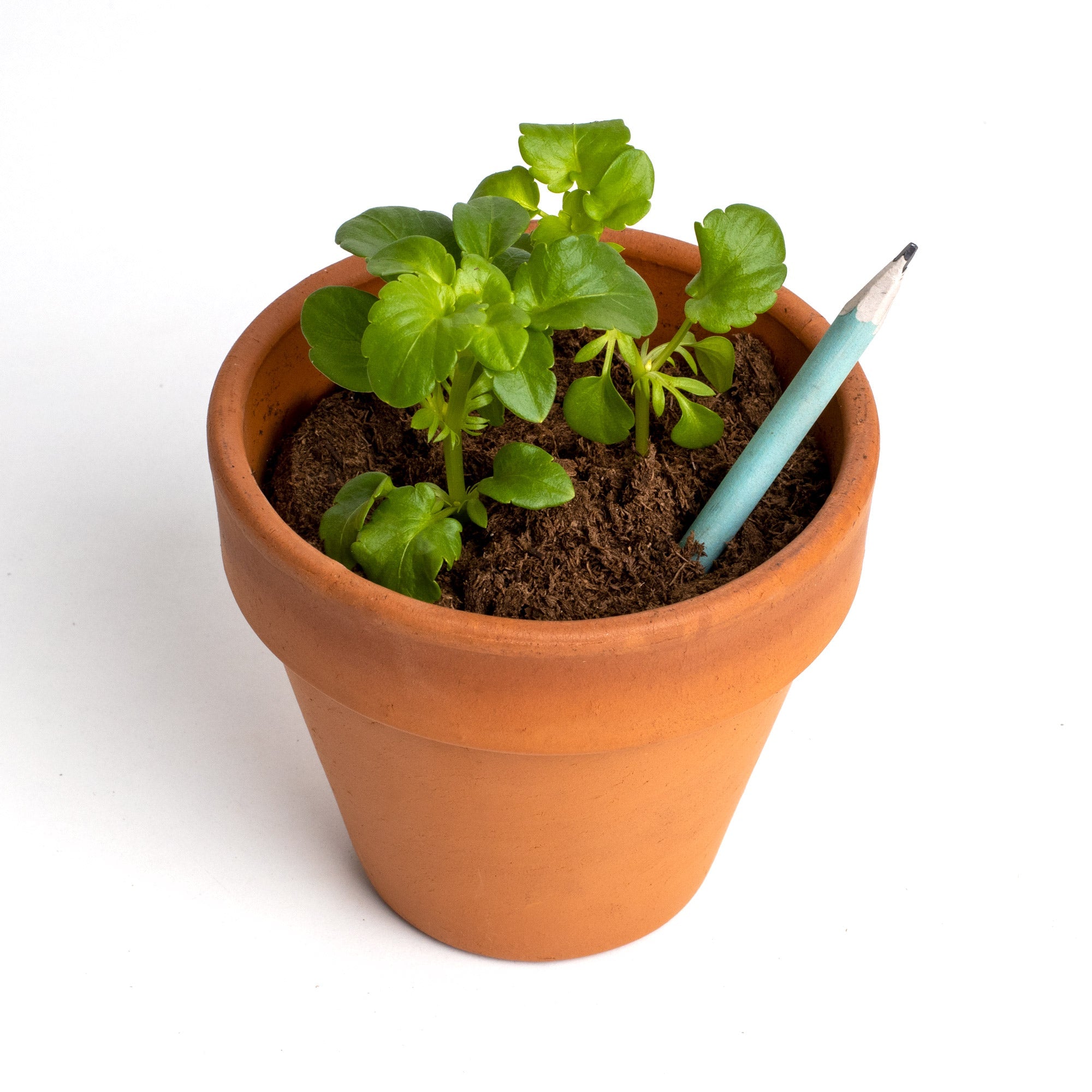 Plantable Pencils - Albahaca (Basil) - Musgo Bazar